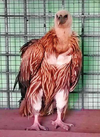 ഹിമാലയന്&zwj; പ്രദേശങ്ങളില്&zwj;മാത്രം കാണപ്പെടുന്ന കഴുകന്&zwj; കേരളത്തില്&zwj;