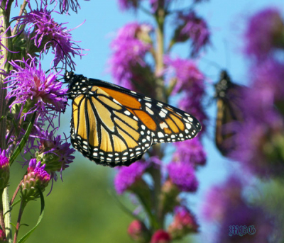 butterflies in school
