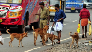 തെരുവ് നായ ആക്രമണം; ഹൈക്കോടതിയുടെ ഇടപെടൽ, പ്രത്യേക സിറ്റിങ് ഇന്ന്