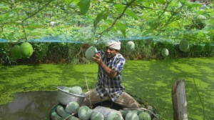 ജൈവകൃഷി പ്രോത്സാഹനത്തിനു ജൈവ കാർഷിക മിഷൻ; പരിസ്ഥിതി സംരക്ഷണവും കർഷകരുടെ വരുമാനം ഉറപ്പാക്കലും ലക്ഷ്യമെന്നു കൃഷി മന്ത്രി