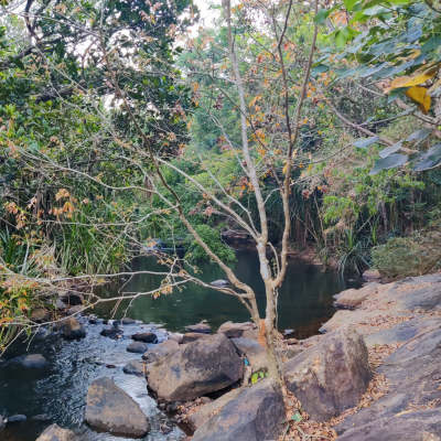 International Dancers to Clean River on International Women&#039;s Day