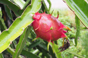 dragon fruit farming in kerala